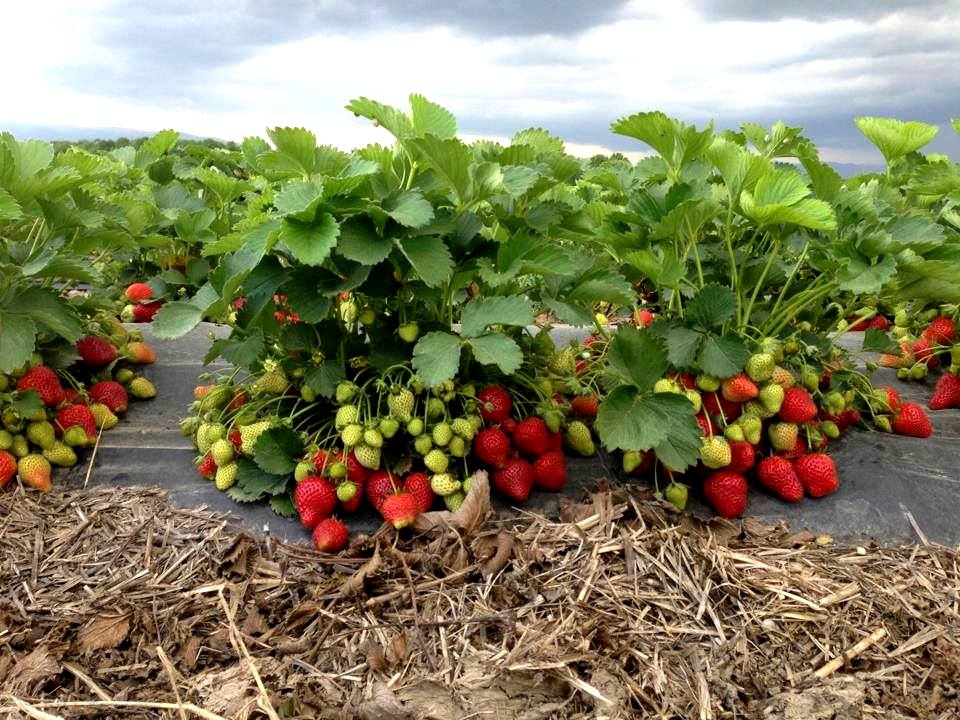 Cum se îngrijesc căpșunii ? Sfaturi utile de la un agronom experimentat!