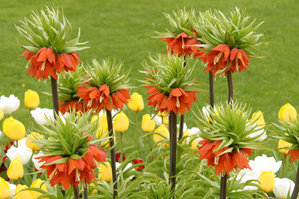 anemona floare