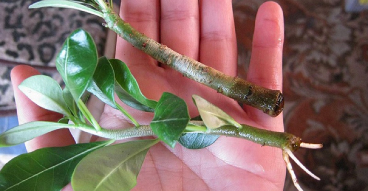 Stimulatorii naturali pentru creșterea rădăcinilor plantelor. Spre bucuria tuturor grădinarilor!